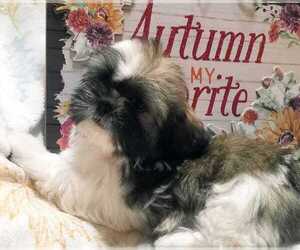 Shih Tzu Puppy for sale in O BRIEN, FL, USA