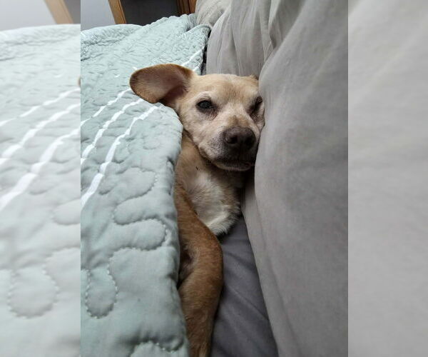 Medium Photo #4 Dachshund-Unknown Mix Puppy For Sale in Plymouth, MN, USA