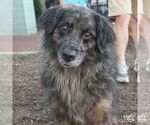 Small #4 Australian Shepherd Mix