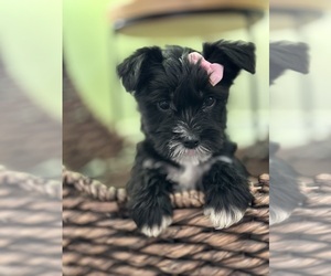 Morkie Puppy for sale in ELMHURST, IL, USA