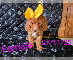 Goldendoodle (Miniature) Puppy for sale in NOVI, MI, USA