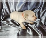 Puppy Orange Puppy Labrador Retriever