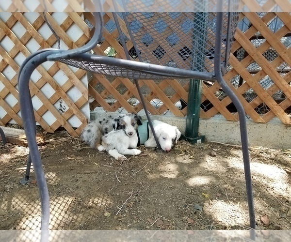 Medium Photo #3 Australian Shepherd Puppy For Sale in WILLIAMSBURG, CO, USA