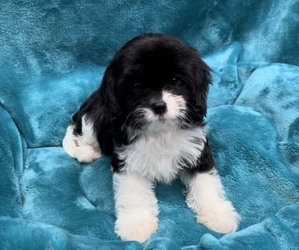 Cavapoo Puppy for sale in WEST POINT, VA, USA