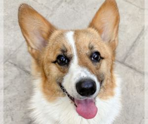 Mutt Dogs for adoption in San Ramon, CA, USA