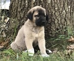 Small Photo #3 Anatolian Shepherd Puppy For Sale in CHANDLERVILLE, IL, USA