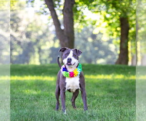 Stormy - Female Mutt Dog for Adoption - Photo #5