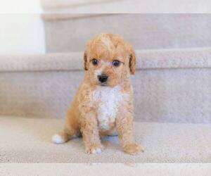 Poodle (Miniature) Puppy for sale in FULLERTON, CA, USA