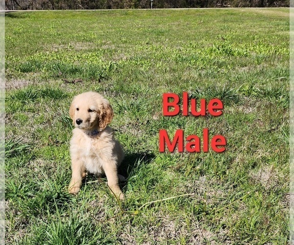 Medium Photo #14 Goldendoodle Puppy For Sale in CLARKSVILLE, TX, USA