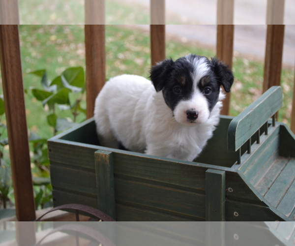 Medium Photo #3 Border Collie Puppy For Sale in GREENWOOD, WI, USA