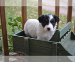 Small #2 Border Collie