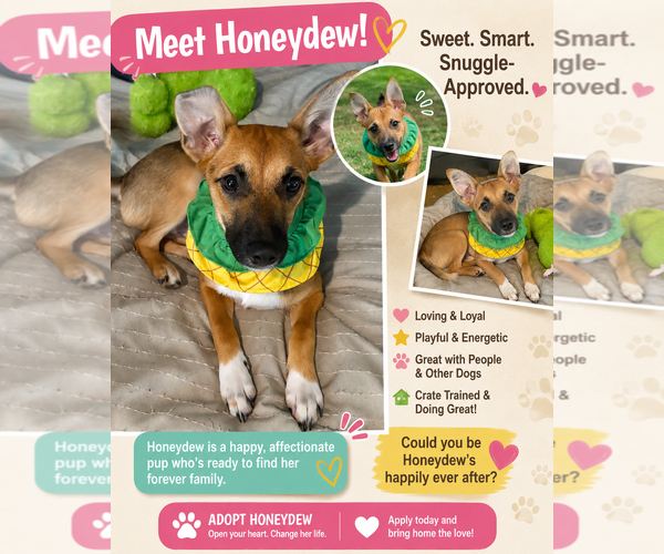 Medium Photo #2 Chiweenie Puppy For Sale in Mt. Laurel, NJ, USA