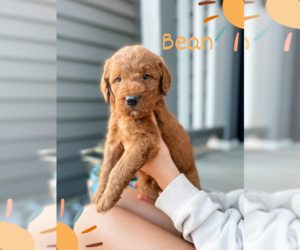Golden Labrador-Poodle (Standard) Mix Puppy for sale in MILLERSBURG, OH, USA