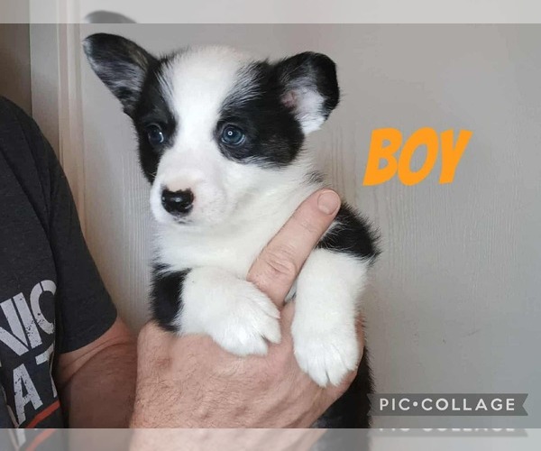 Medium Photo #1 American Corgi Puppy For Sale in MAGNOLIA, TX, USA