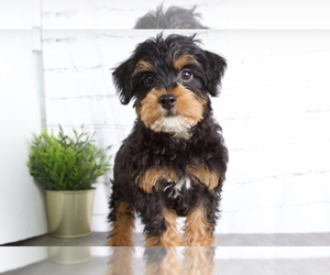 YorkiePoo Puppy for sale in RED LION, PA, USA