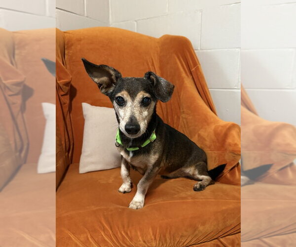 Medium Photo #6 Dachshund-Unknown Mix Puppy For Sale in San Leon, TX, USA
