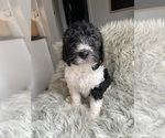 Puppy Puppy 4 Bernedoodle-Poodle (Standard) Mix