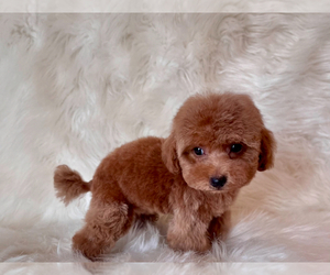Poodle (Toy) Puppy for Sale in REDLANDS, California USA