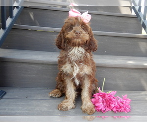 Cockapoo Puppy for sale in MILLERSBURG, OH, USA