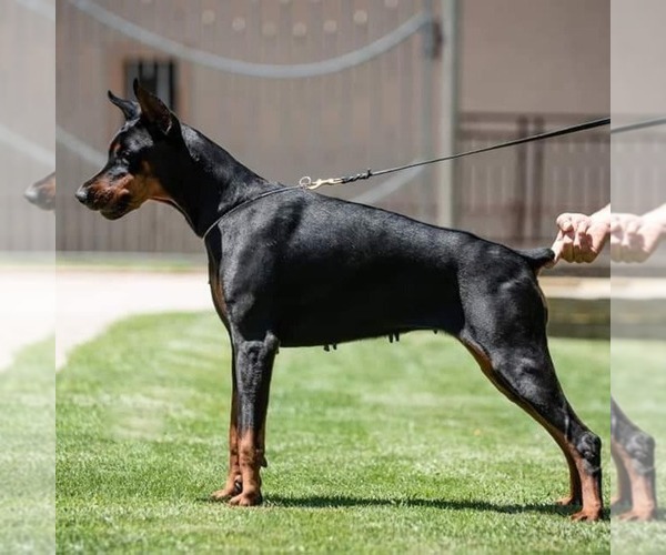 Medium Photo #17 Doberman Pinscher Puppy For Sale in FORT LAUDERDALE, FL, USA