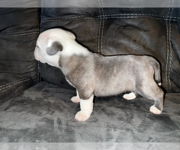 Medium Photo #8 American Bully-French Bulldog Mix Puppy For Sale in KENNETT, MO, USA