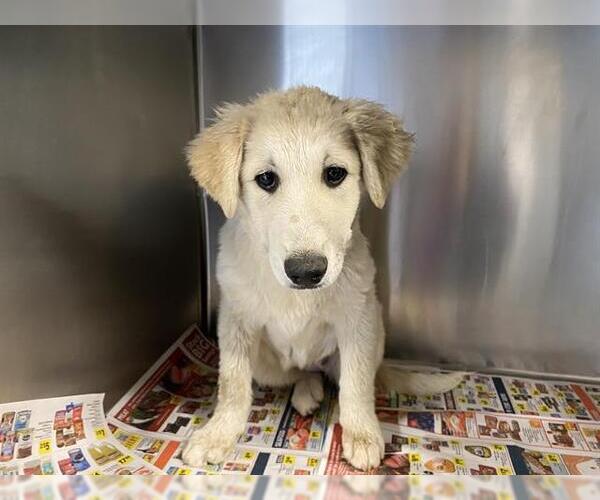 Medium Photo #1 Pyrenees Border Collie Puppy For Sale in Modesto, CA, USA