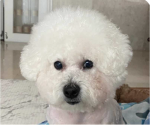 Bichon Frise Dogs for adoption in San Ramon, CA, USA