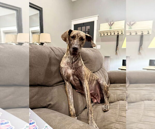 Medium Photo #1 Great Dane Puppy For Sale in Bullard, TX, USA