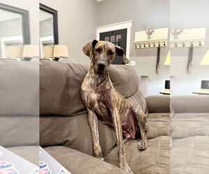 Great Dane Dogs for adoption in Bullard, TX, USA