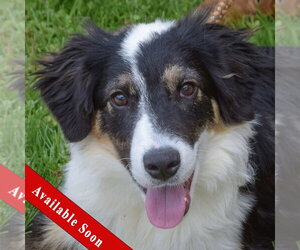 Border-Aussie Dogs for adoption in Huntley, IL, USA