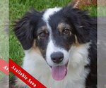 Small Border-Aussie