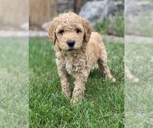 Labradoodle Puppy for sale in ARVADA, CO, USA