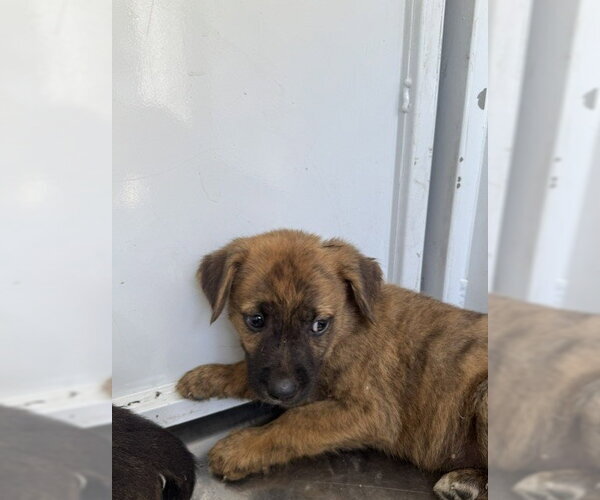 Medium Photo #1 German Shepherd Dog Puppy For Sale in Stockton, CA, USA