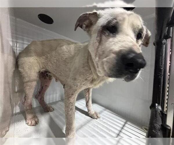 Medium Photo #1 Great Pyrenees-Unknown Mix Puppy For Sale in Houston, TX, USA