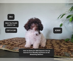 Poodle (Toy) Puppy for sale in TUCSON, AZ, USA