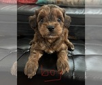Small Shih-Poo