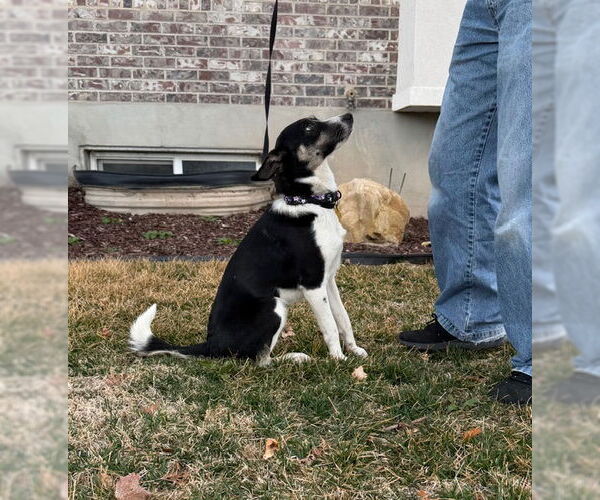 Medium Photo #5 Mutt Puppy For Sale in Sandy, UT, USA