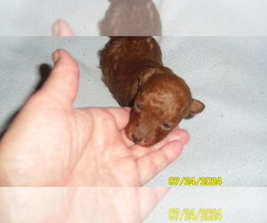 Poodle (Toy) Puppy for sale in DULUTH, GA, USA