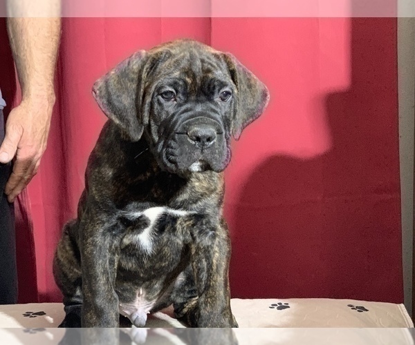 Medium Photo #9 Cane Corso Puppy For Sale in COTTAGE GROVE, OR, USA