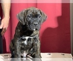 Small Photo #9 Cane Corso Puppy For Sale in COTTAGE GROVE, OR, USA