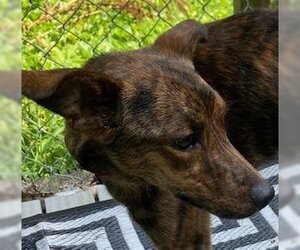 Labrador Retriever-Spaniel Mix Dogs for adoption in Coventry, CT, USA