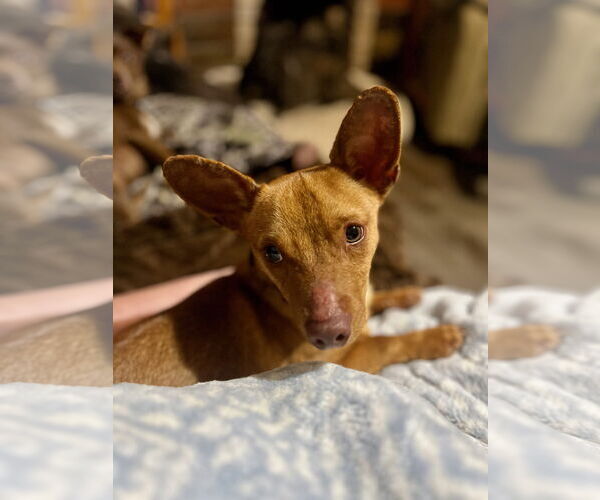 Medium Photo #6 Chihuahua Puppy For Sale in Sandy, UT, USA