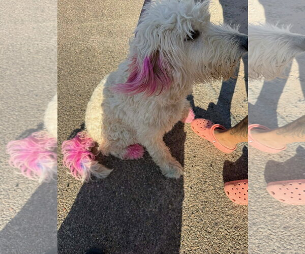 Medium Photo #2 Poodle (Standard)-Unknown Mix Puppy For Sale in Grafton, WI, USA