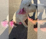 Small #1 Poodle (Standard) Mix