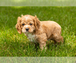 Small #2 Cocker Spaniel
