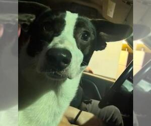 Cardigan Welsh Corgi-Unknown Mix Dogs for adoption in San Antonio, TX, USA