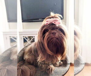 Mother of the Shih Tzu puppies born on 12/17/2025