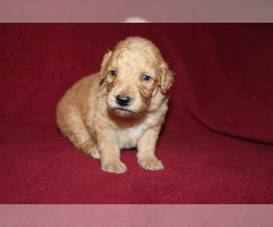 Goldendoodle (Miniature) Puppy for sale in BLMGTN, IN, USA
