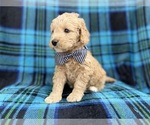 Small #1 Goldendoodle