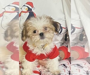 Maltipoo Puppy for sale in MERRILLVILLE, IN, USA